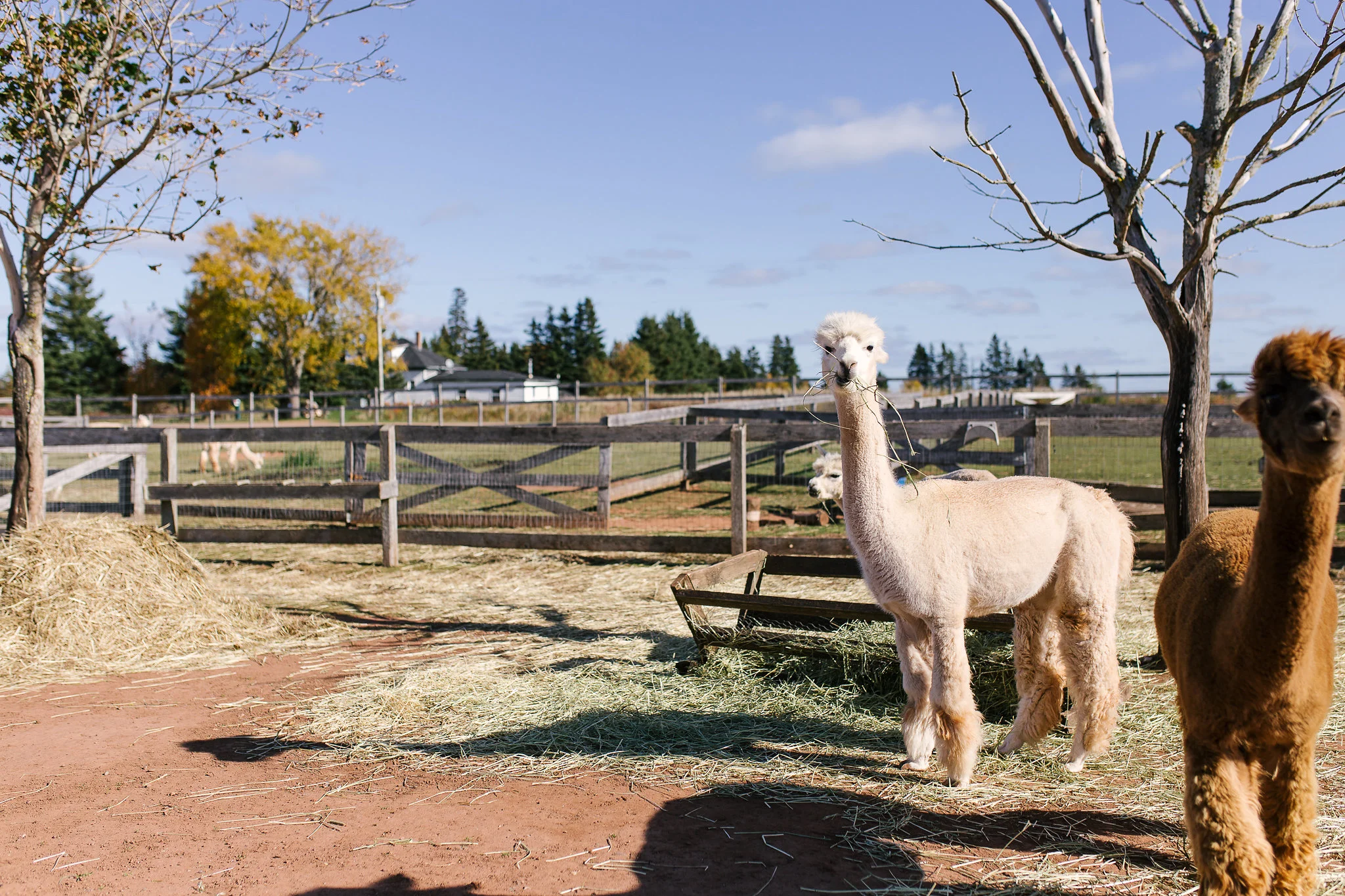 Green Gable Alpacas