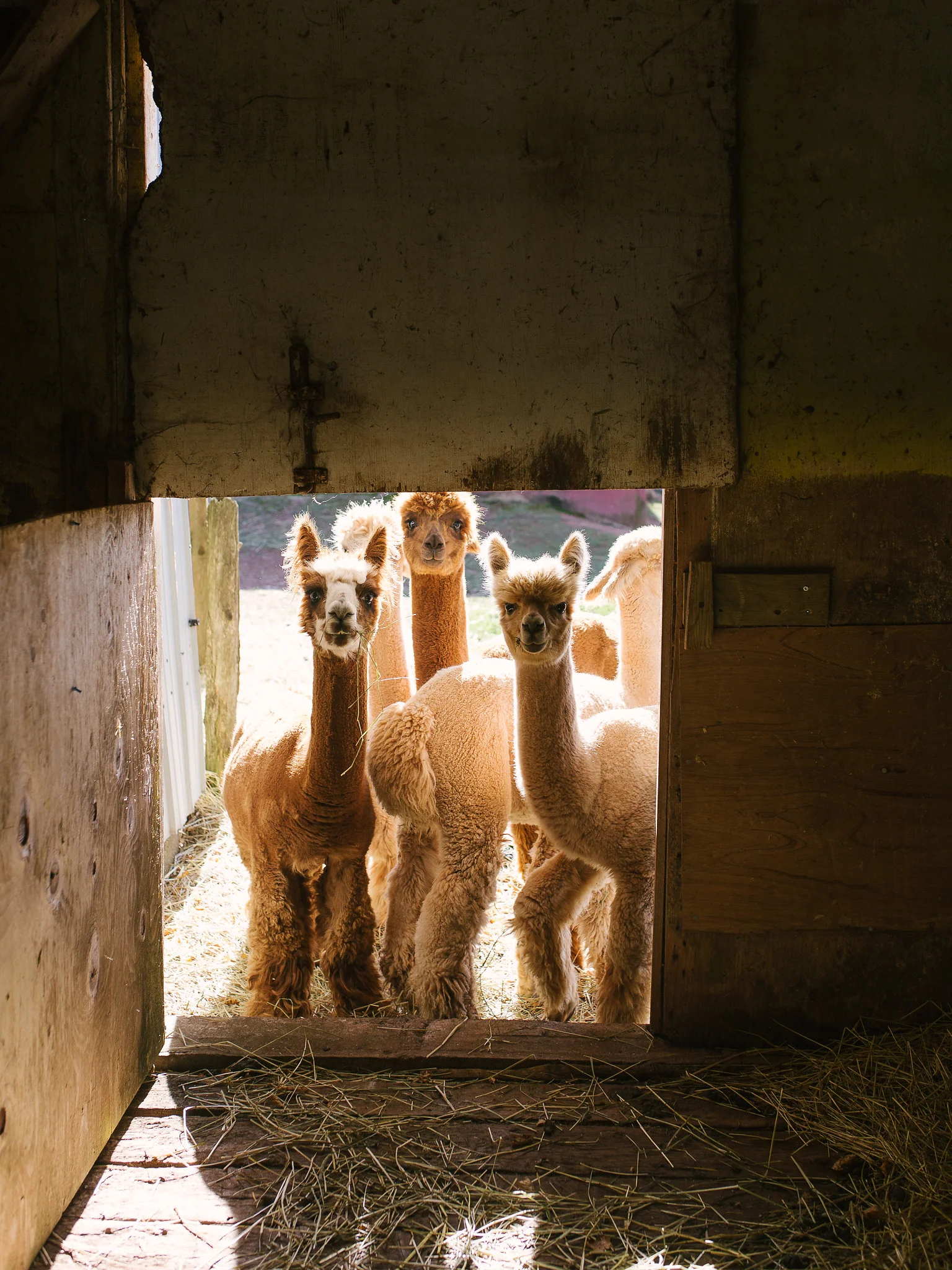Green Gable Alpacas