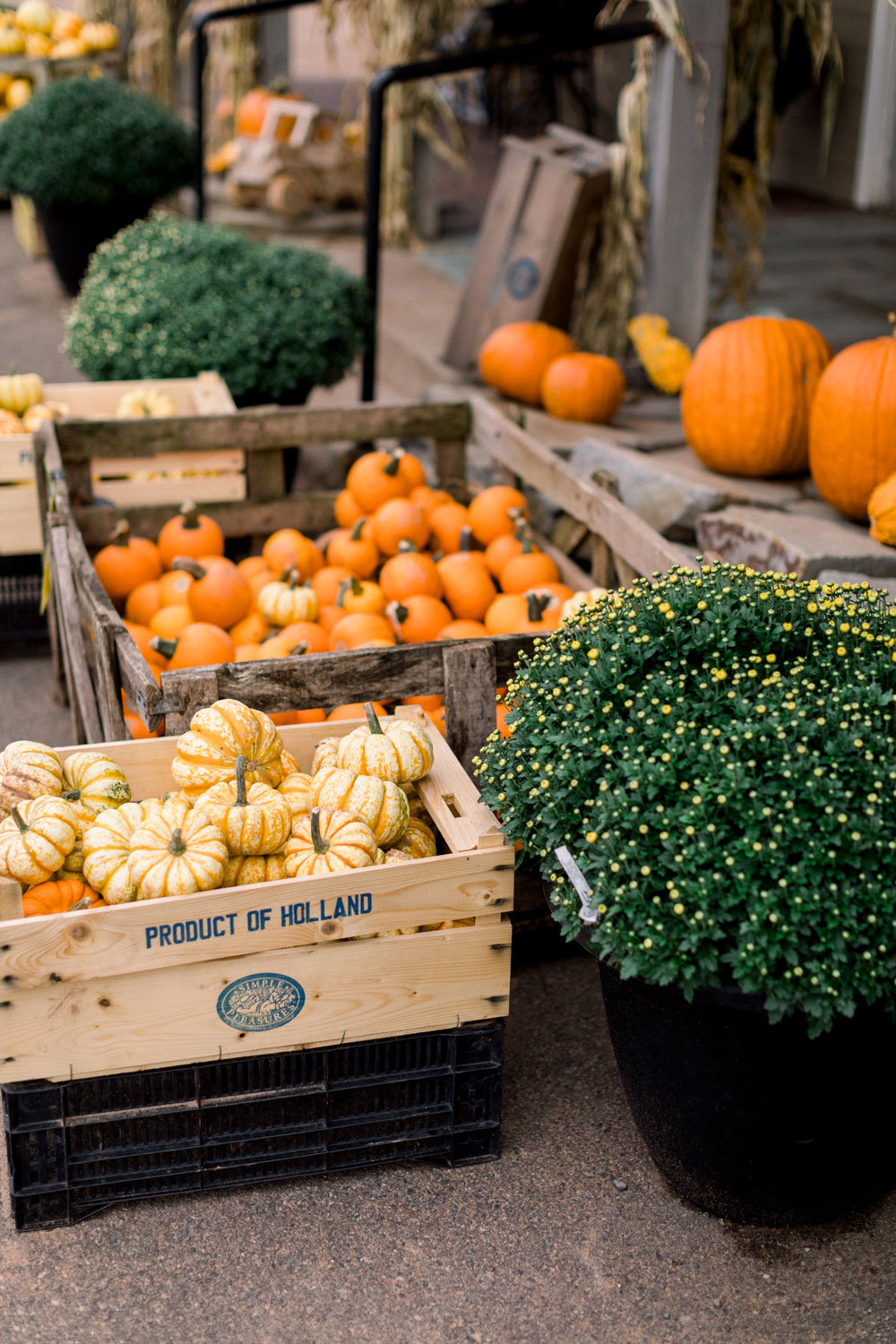 Kool Breeze Farms Garden Centre & Farm Market