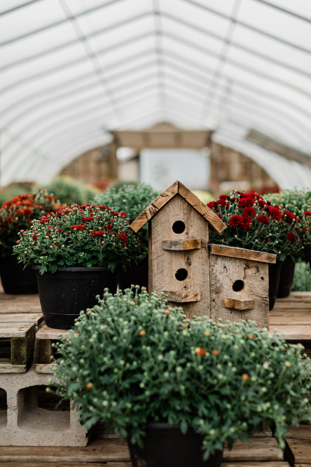 Kool Breeze Farms Garden Centre & Farm Market