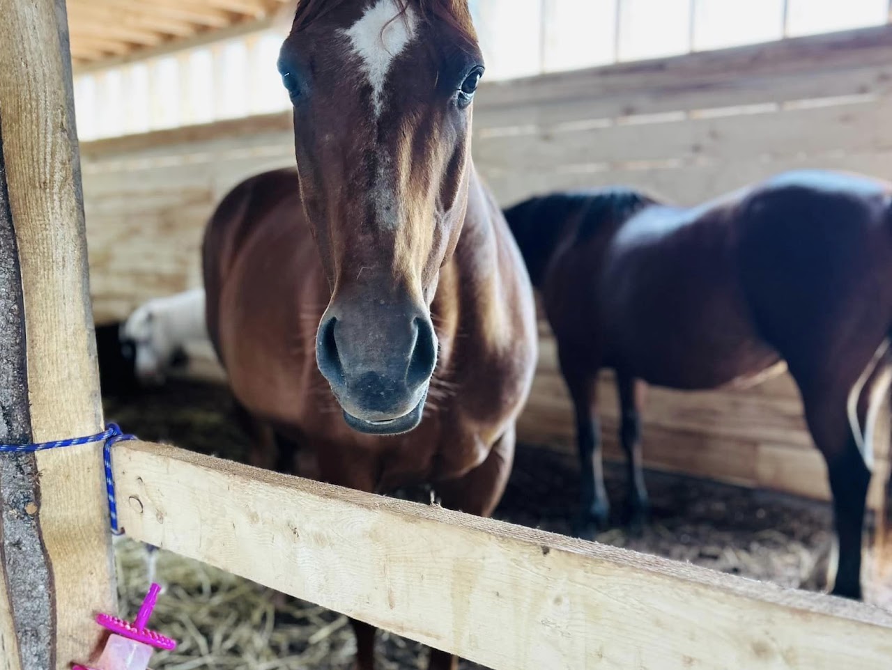 Whispering Hope Farm