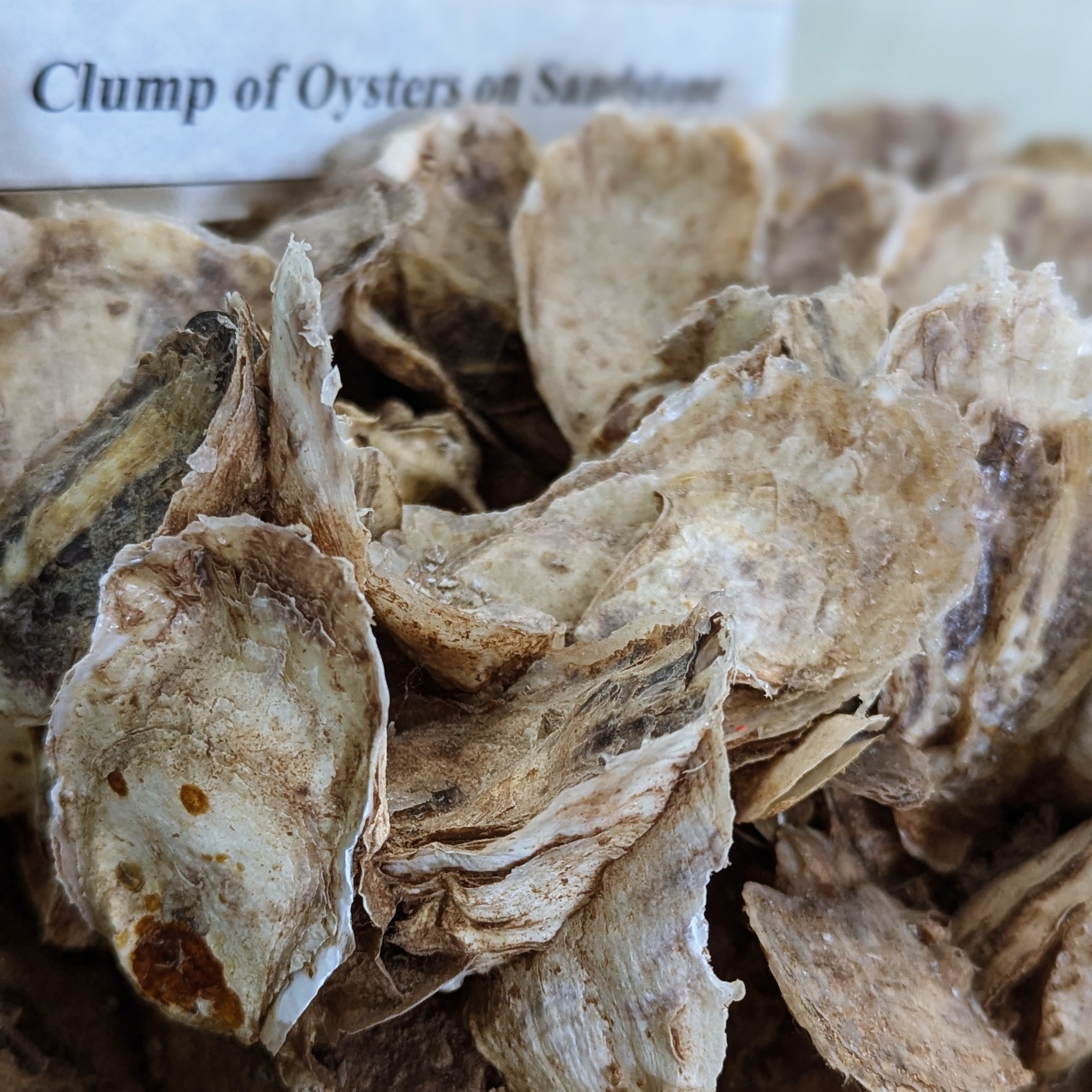 Prince Edward Island Shellfish Museum