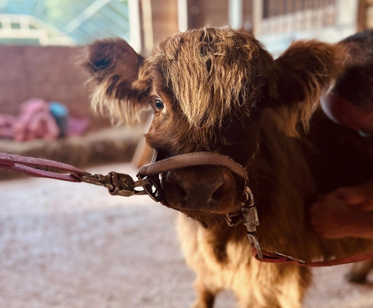 Whispering Hope Farm