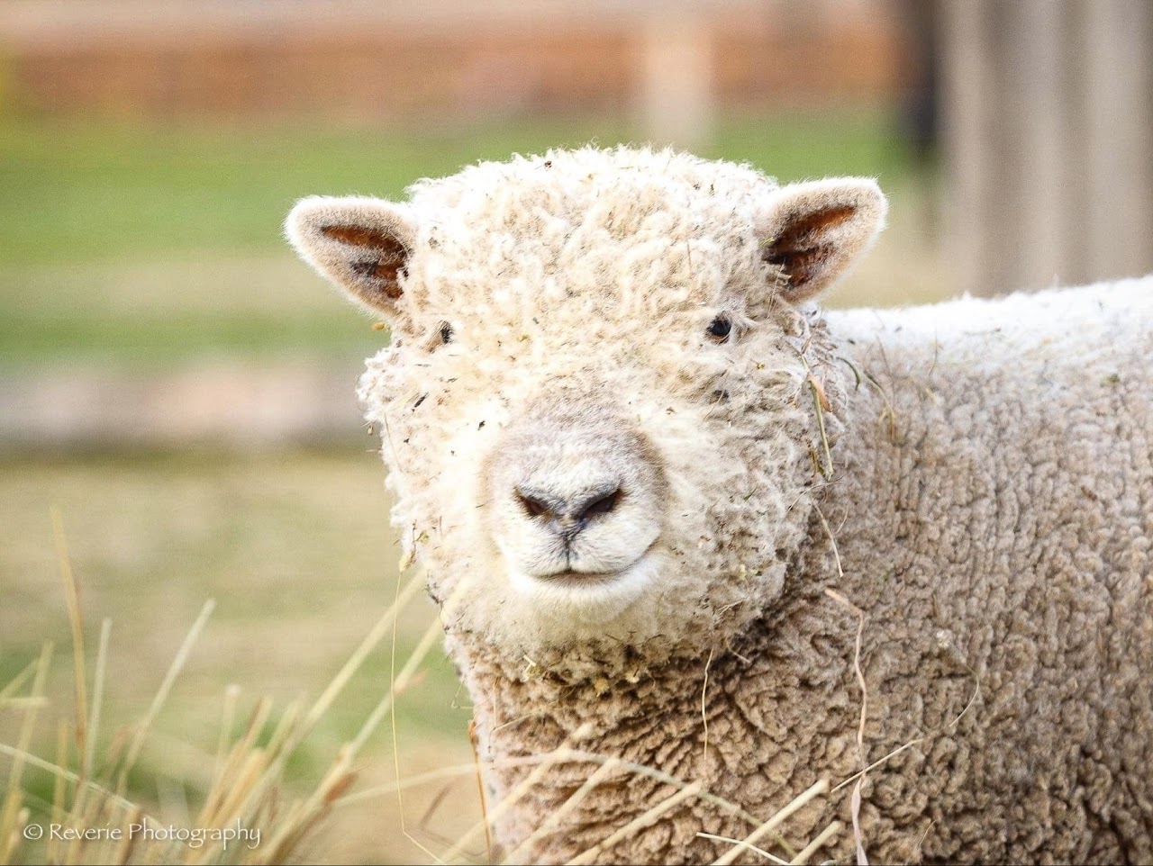 Whispering Hope Farm