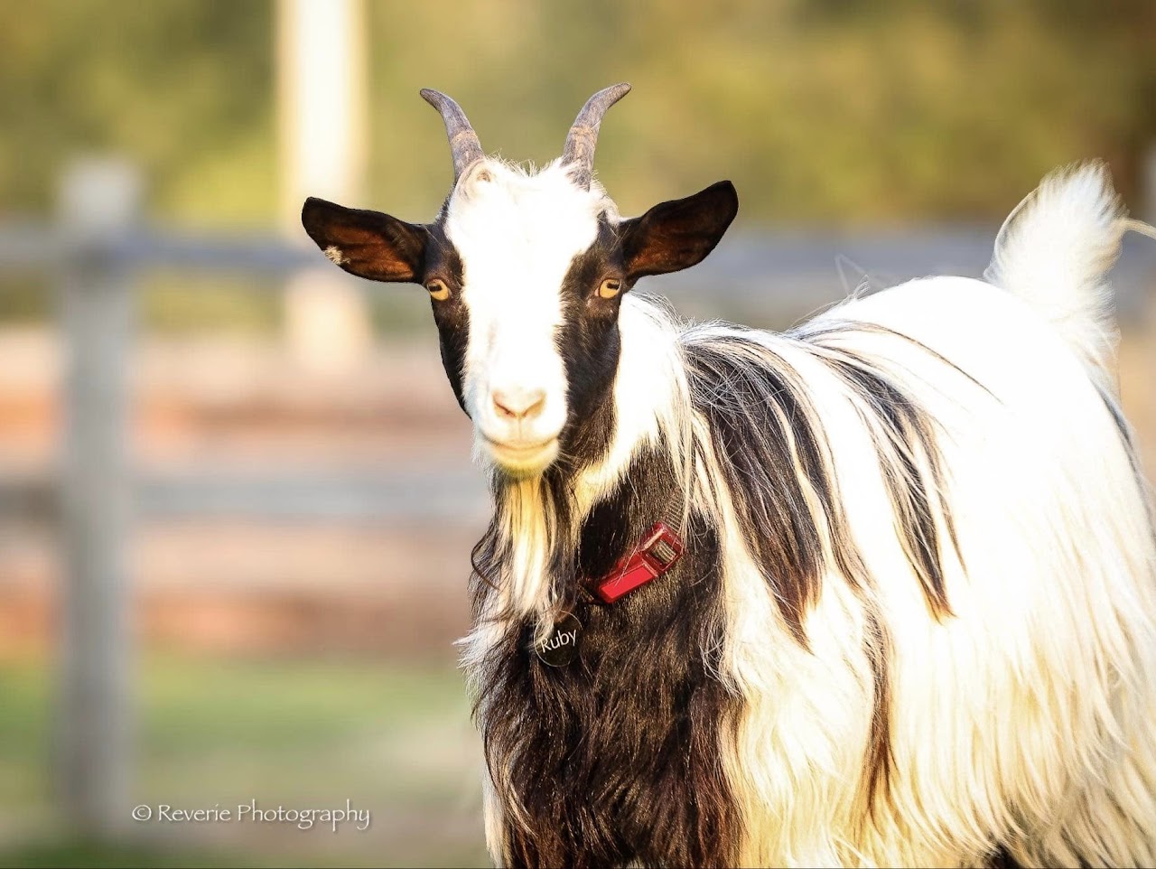 Whispering Hope Farm
