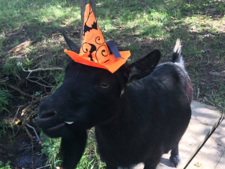 Halloween with the Goats - event image