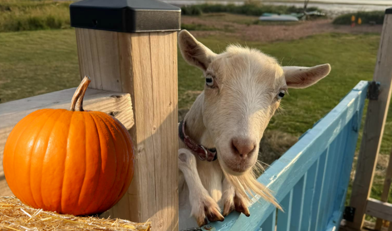 Fall for Goats - event image