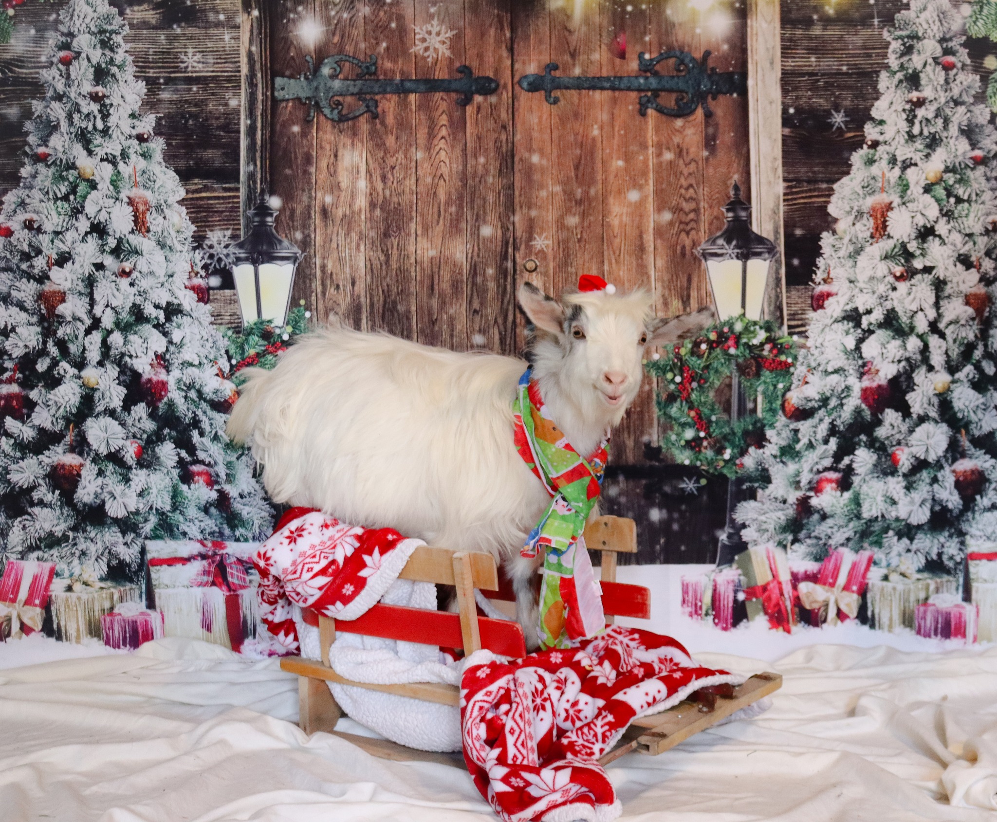 Christmas Photos with the Beach Goats