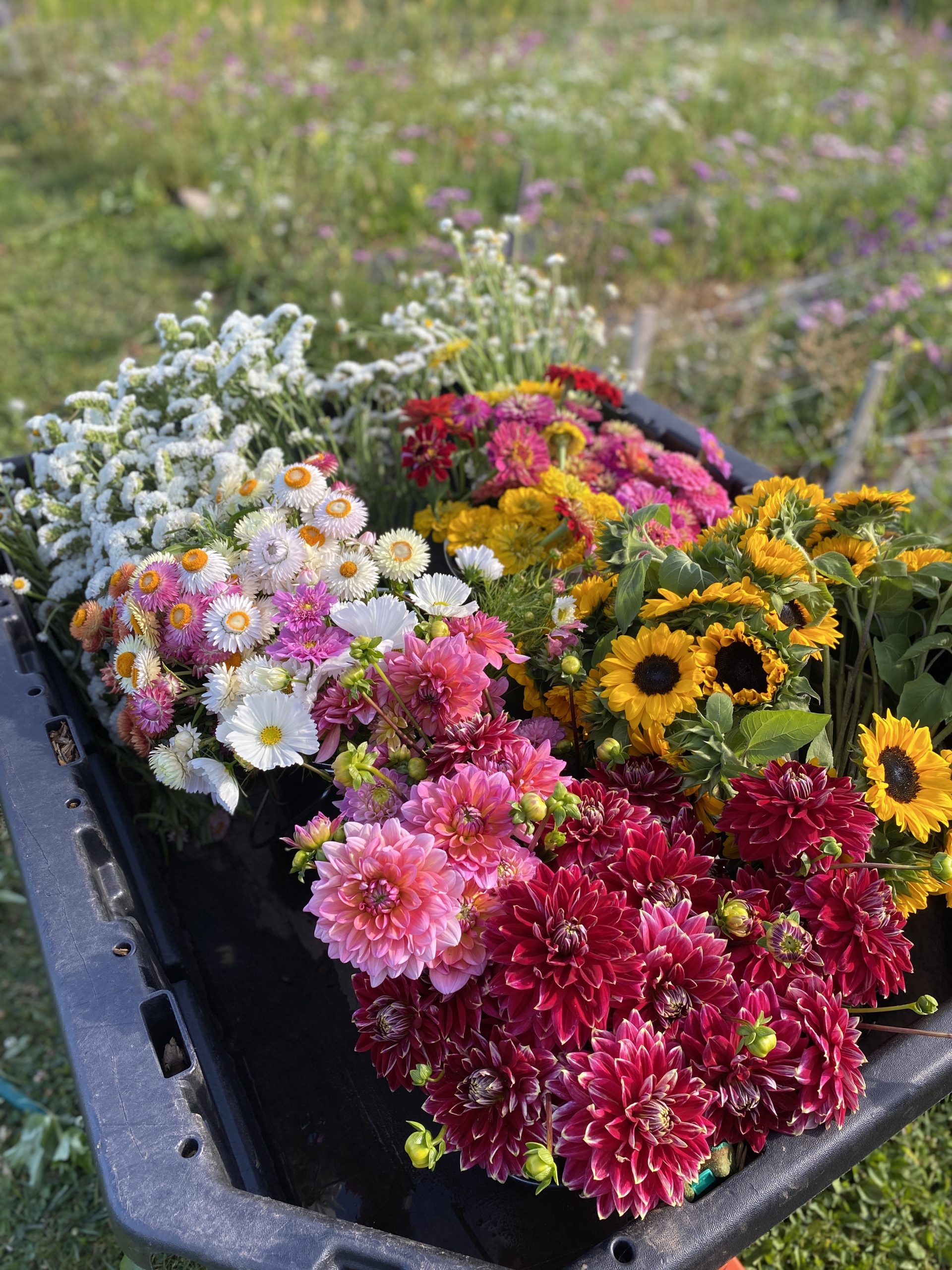 Liv’n Soils image 7