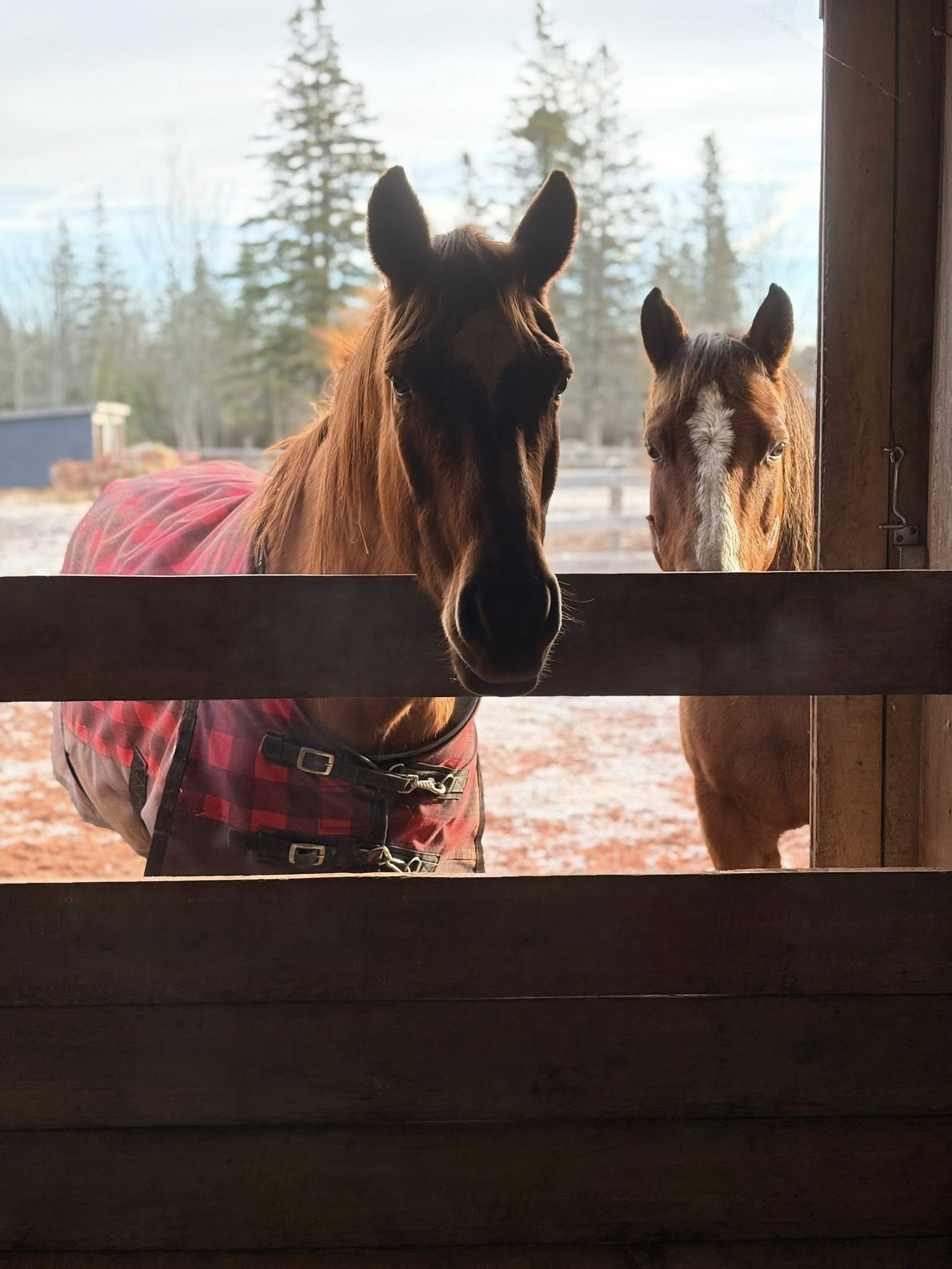 Hands & Hooves – An Animal Caretaker Experience image 1