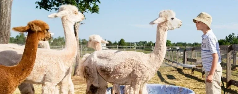 Green Gable Alpacas