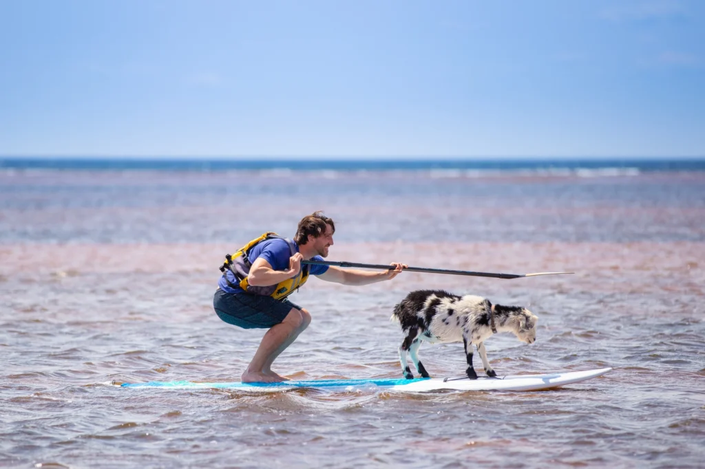A beach goat rides a paddleboard with a guide on the waters of Western Prince Edward Island.