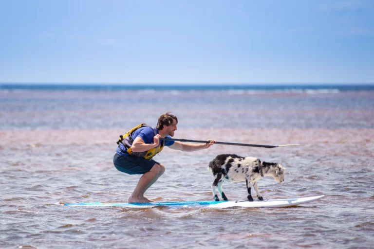 A beach goat rides a paddleboard with a guide on the waters of Western Prince Edward Island.